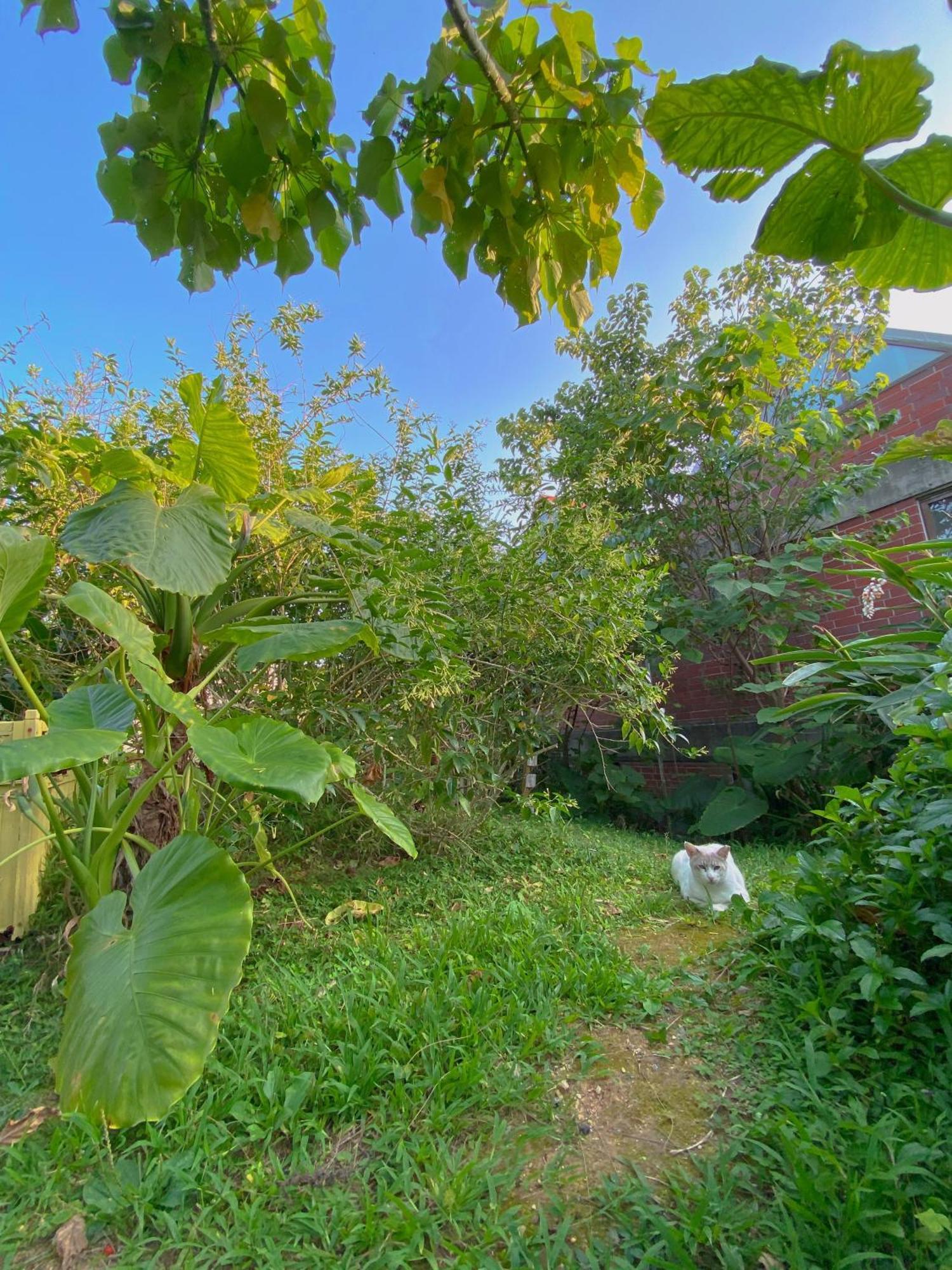 Cats,Piano & Starry Sky Resort Garden -Starry Forest Cottage Okinawa- Onna Dış mekan fotoğraf