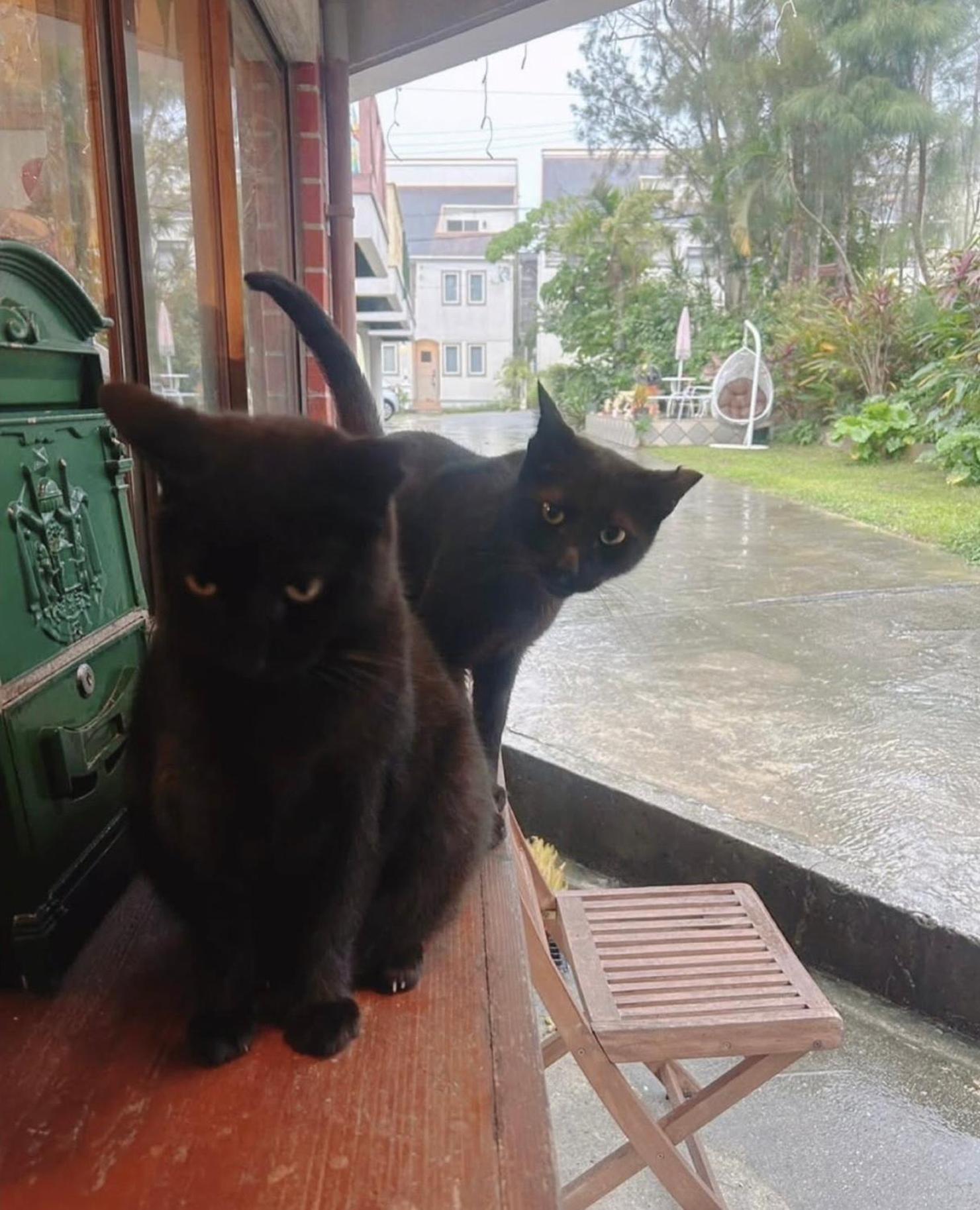 Cats,Piano & Starry Sky Resort Garden -Starry Forest Cottage Okinawa- Onna Dış mekan fotoğraf