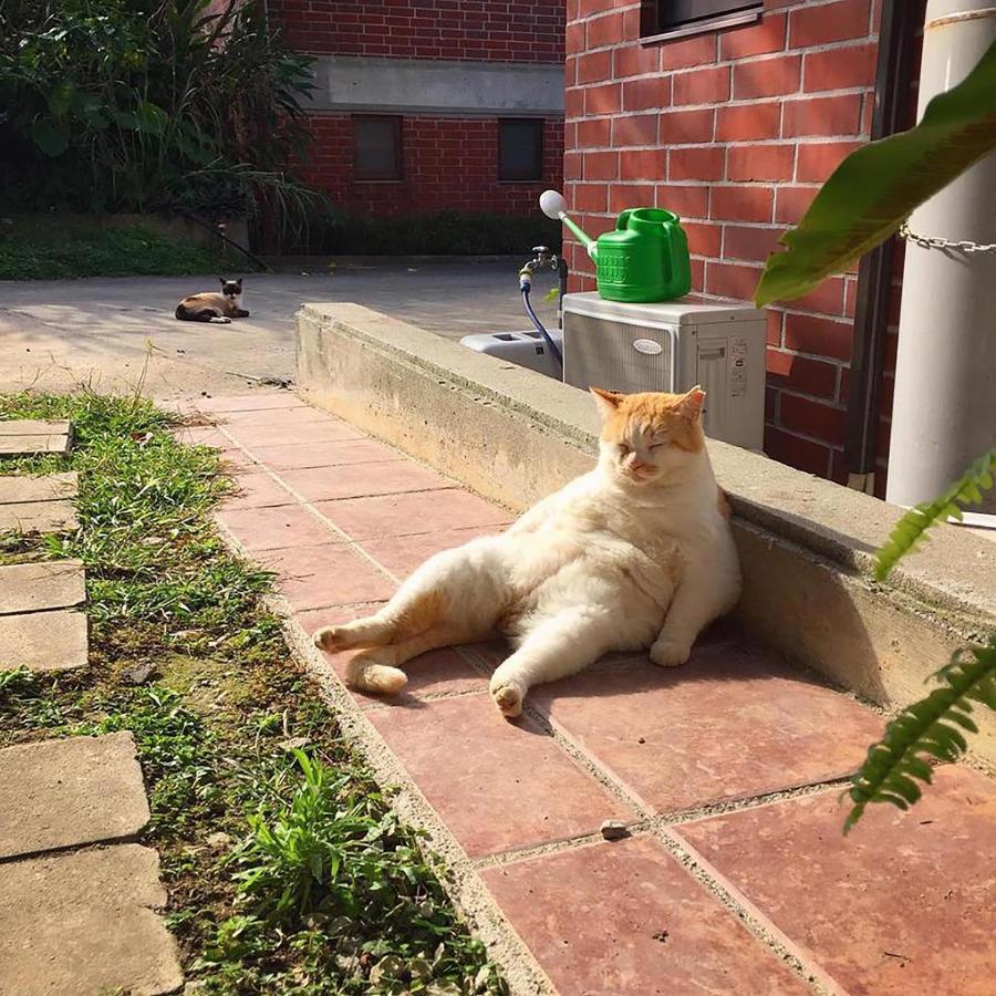 Cats,Piano & Starry Sky Resort Garden -Starry Forest Cottage Okinawa- Onna Dış mekan fotoğraf